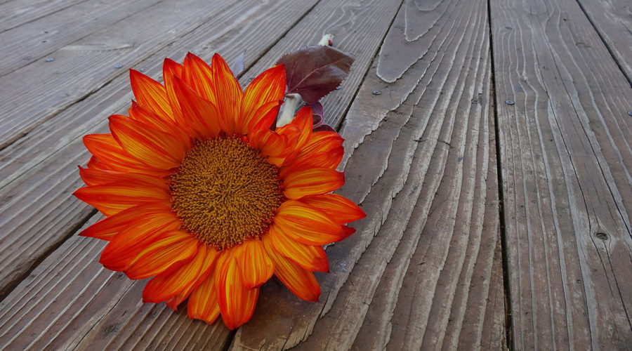 Orange sunflower laying on a dock