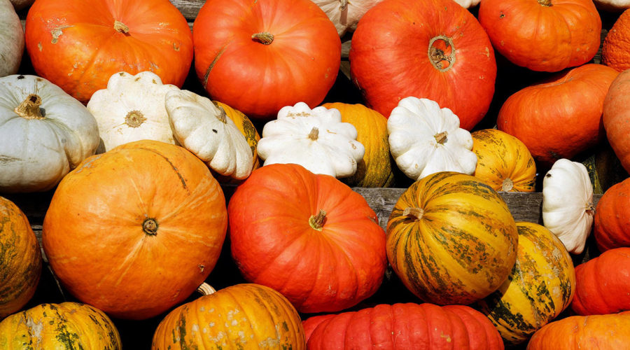 Close-up of pumpkins and squash