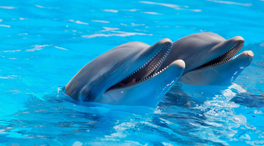 Dolphins at Aquatica Orlando
