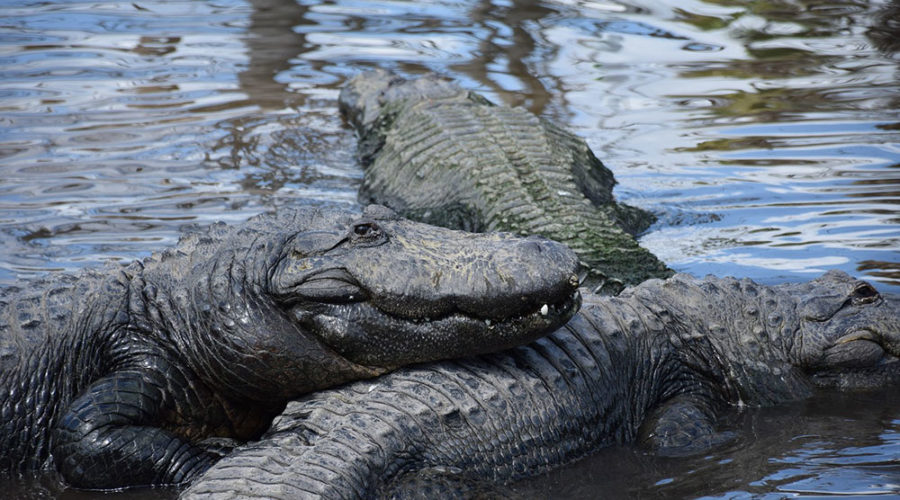 Multiple alligators at Gatorland Orlando