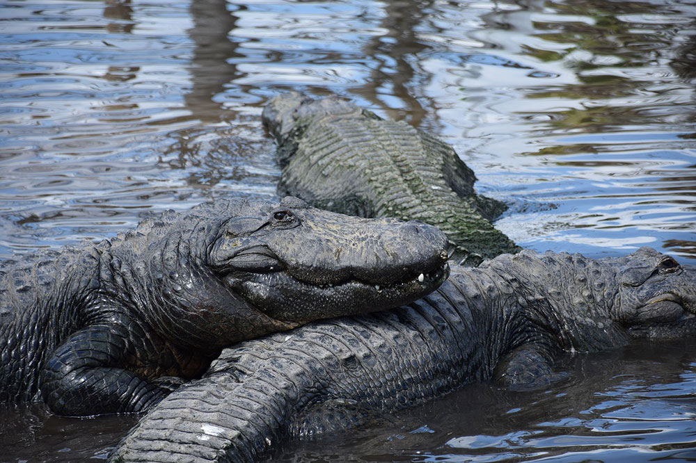 Tips for Visiting Gatorland | Encore At Reunion Blog