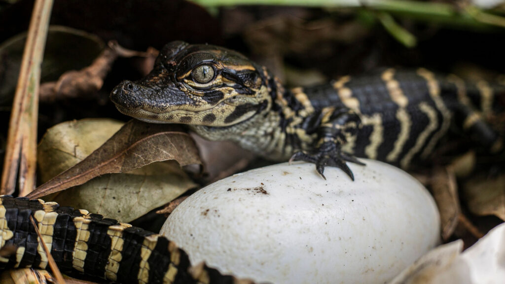 Close up of a baby alligator on top of an egg