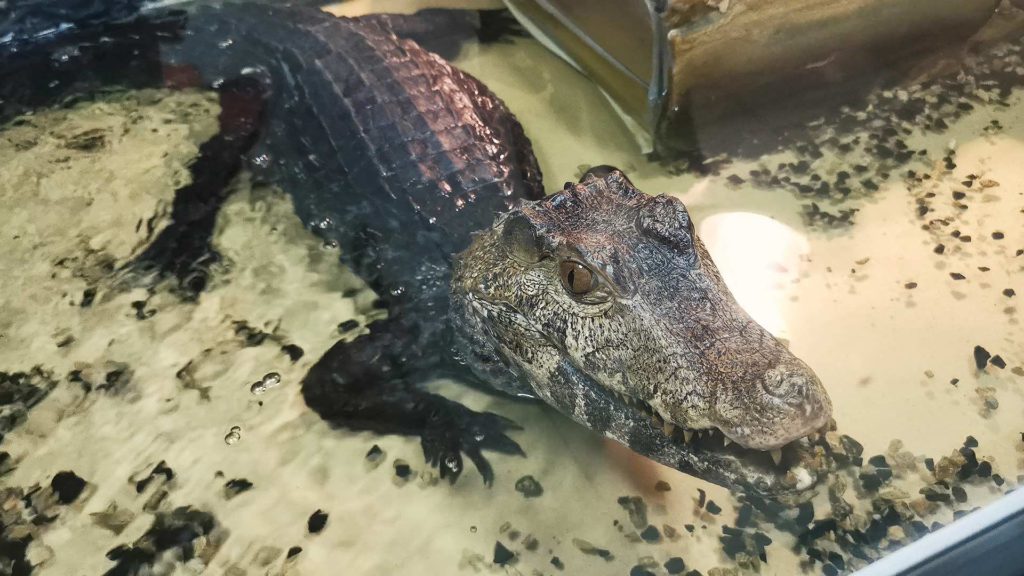 Dark crocodile in a pool of water